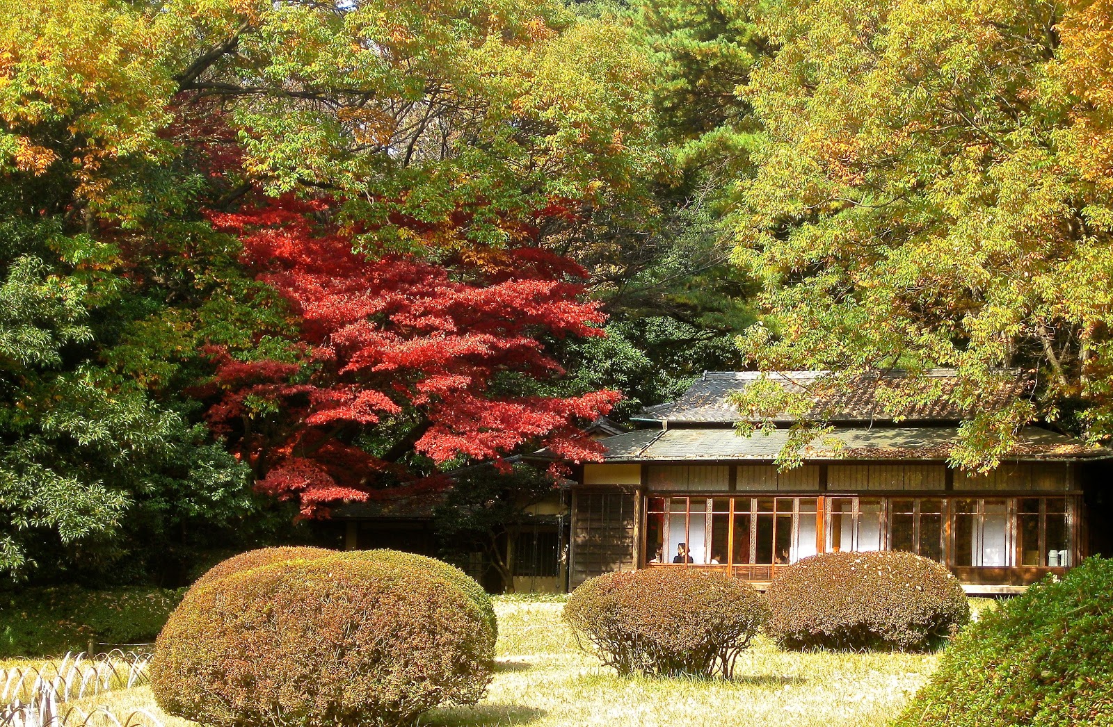 Японский клен в саду